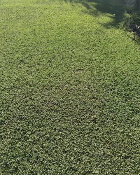 Perfect Lawn Example 1
