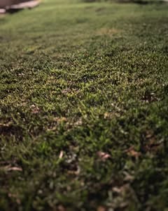 Perfect Lawn Example 2
